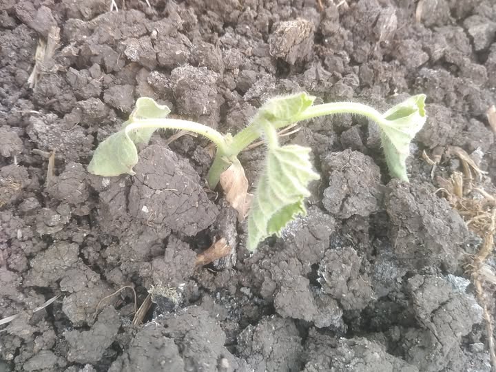 الزرع دا ماله
محقون مبيد فطري ومنشط جذور
ومرشوش مغذي طحالب وعناصر